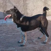 فروش سگ|سگ|قزوین, |دیوار