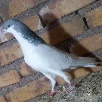 3جفت بدرنک وخوش رنک وکله الماسی