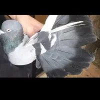 کفتر کلکسیونی و گرفتنی عطیقه