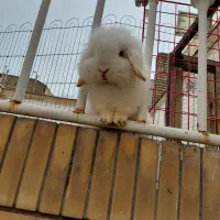 خرگوش های اصیل چشم آبی مولد باردار