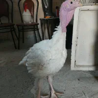 بوقلمون بیوتی