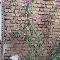 گل خرزهره کاکتوس گل دار بگونیاگندمی سبز گندمی ابلق