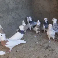 طوقی نرو ماده|پرنده|سنندج, |دیوار