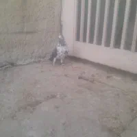 کبوتر گرفتنی|پرنده|فسا, |دیوار