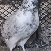 کبوتر طوقی|پرنده|مینودشت, |دیوار