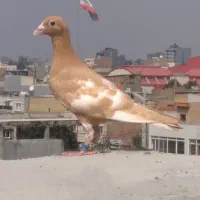 دو عدد جوجه و حوانه