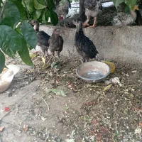مرغ وخروس