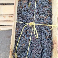 همکار شیفت شب برا میوه فروش|استخدام خدمات فروشگاه و رستوران|قزوین, |دیوار