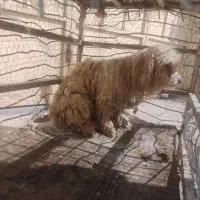 فروش سگ خانگی