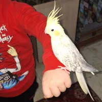 عروس هلندی ماده