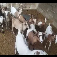کهره|حیوانات مزرعه|رویدر, |دیوار