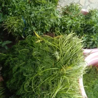 سبزی|خوردنی و آشامیدنی|مشهد, پورسینا|دیوار