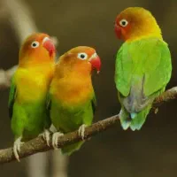 کوتوله های جذاب دوست داشتنی برزیلی ،(طوطی برزیلی)