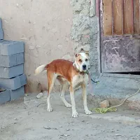 سگ.|سگ|قوچان, |دیوار