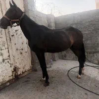 شماره تماس