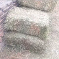 یونجه|عمده‌فروشی|سراب, |دیوار