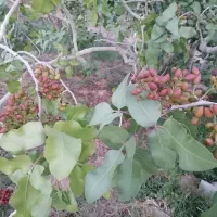 فروش خانه و باغ مسکونی