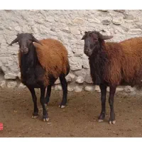 دام زنده با قصاب