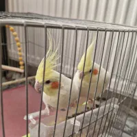 یک جفت عروس هلندی