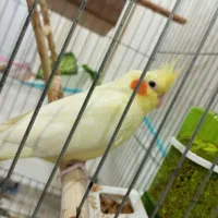 عروس هلندی|پرنده|اردبیل, |دیوار