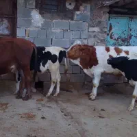 پنج عدد کلگاه سه سال
