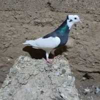 تعدادی کفتر رنگی تکپر|پرنده|مینودشت, |دیوار