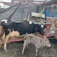 فروش گاو وگوساله نر شیری