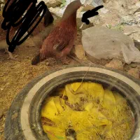 یک مرغ سالم زنده پول لازمم میفروشم