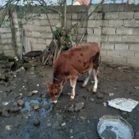 گوساله نر جرسی|حیوانات مزرعه|تولم شهر, |دیوار