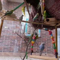 مرغ عشق ماده