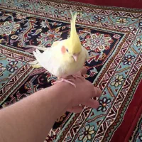 یک جفت عروس هلندی|پرنده|همدان, |دیوار