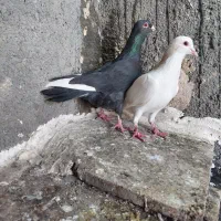 کفتر کبوتر پرنده