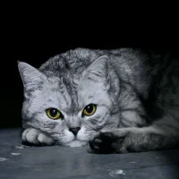 گربه