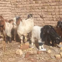 بز نربز بزغاله