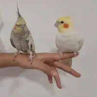 مجموعه عروس هلندی|پرنده|سردشت, |دیوار