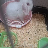 خرگوش|موش و خرگوش|اهواز, کیانشهر|دیوار