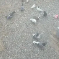 کسی دره گنجه دارد با کفتر باهاش معاوضه میکنم