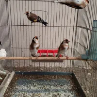 سهره زاده قفس|پرنده|سنقر, |دیوار