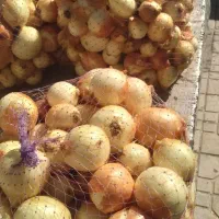 پیاز زرد کبابی درشت و متوسط