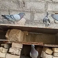 پلاکی اصل|پرنده|اهواز, بهارستان|دیوار