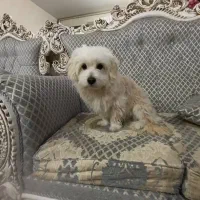 سگ پیدا شده