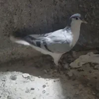 ۲ عدد کفتر پرنده نر گرفتنی دانه ای ۱۵۰|پرنده|الوند, |دیوار