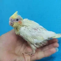 فروش جوجه عروس هلندی یکماهه