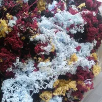 کاموا نوزادی و کاموا ساده موجود داریم