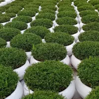 پخش سبزه عمده کرج