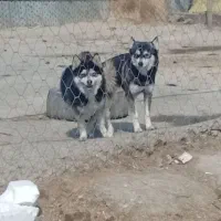 هاسکی سیبرین  پاکوتا