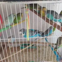 مرغ عشق