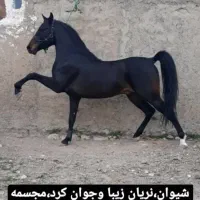 کره مادیان کرد|اسب و تجهیزات اسب‌سواری|ماهیدشت, |دیوار