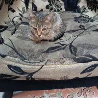 گربه واگذار ی|گربه|فردیس, شهرک شهید حسینی|دیوار