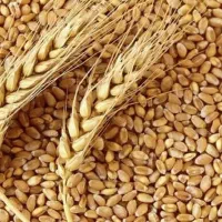 فروش گندم بذرحیدری درجه یک
